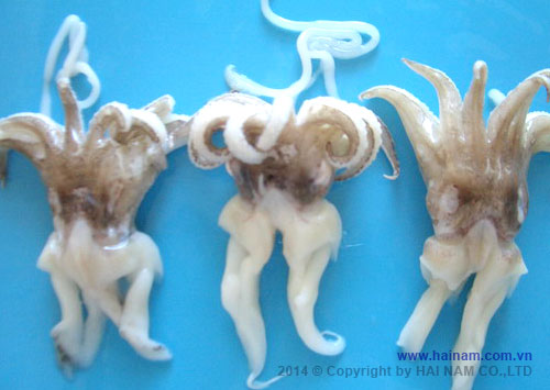 Cleaned cuttledfish head<br />Tên latin: Sepia pharaonis<br />Size: 100-200gr, 200-300gr, 300-500gr, 500-800gr