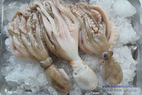 Single skin octopus whole cleaned, open cut<br />Latin name: Octopus membranaceus<br />Size: 16-25, 26-40, 41-60 pcs /kg