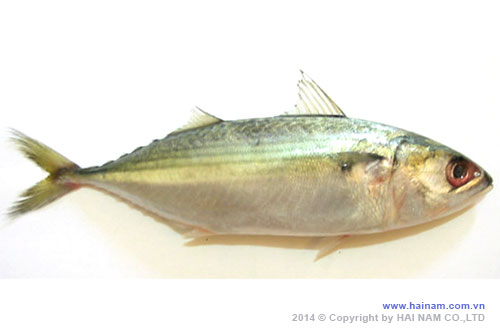 Indian mackerel WGGS<br />Latin name: Rastrelliger kanagurta<br />Size: U 10, 10-12 pcs/kg