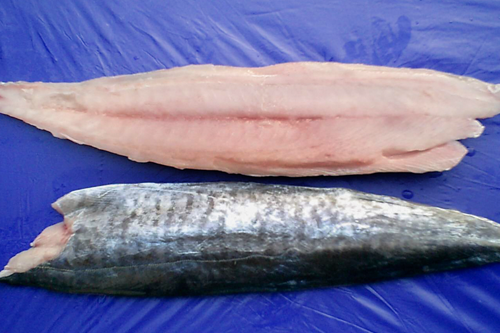 Spanish mackerel fillet skin-on<br />Latin name: Scomberromorus commerson<br />Size: 300-500gr, 500-800gr, 800-1200gr 